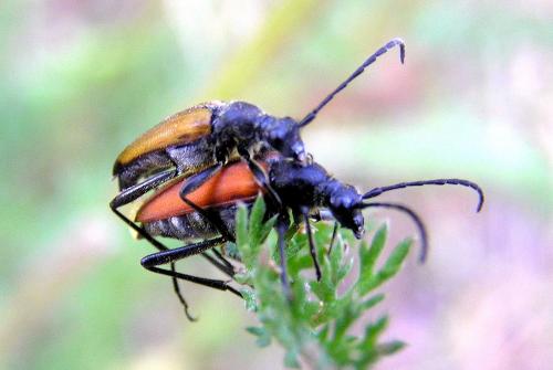 Anastrangalia sanguinolenta