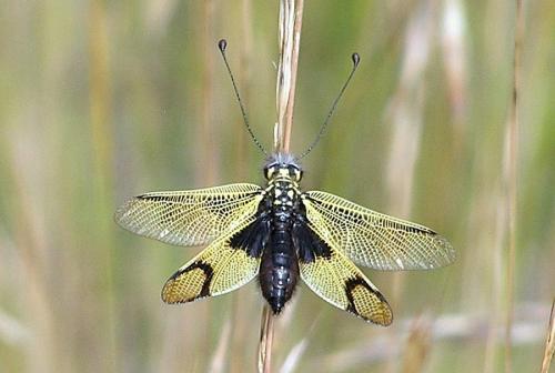 Libelloides longicornis