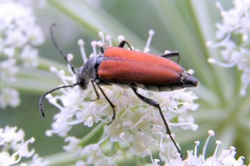 Anastrangalia sanguinolenta