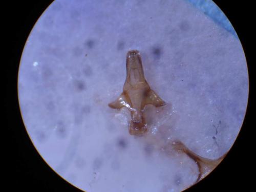 Réf. 25 005 : Epeolus tarsalis