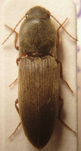 Agriotes sordidus