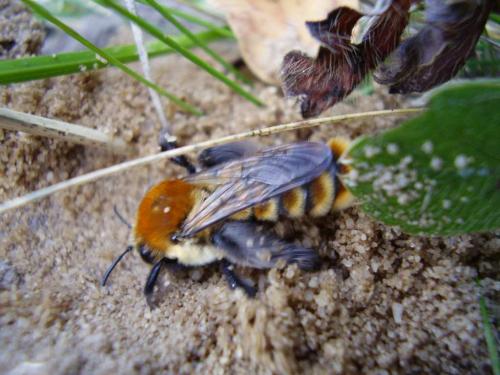 Dasypoda argentata