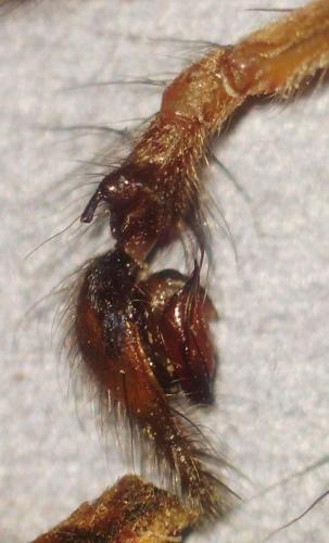 Tegenaria sp.