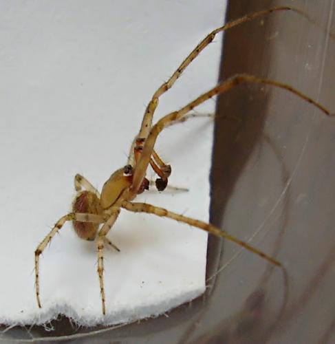Zygiella atrica