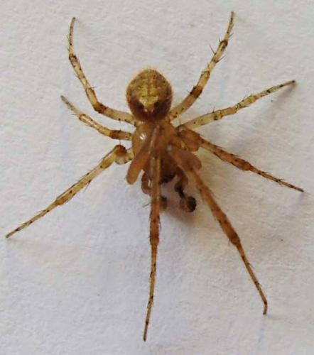 Zygiella atrica