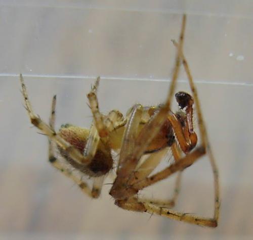 Zygiella atrica