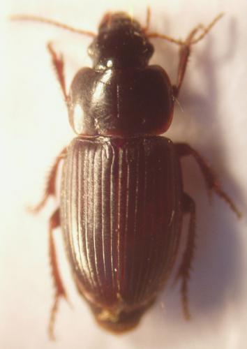 Réf. 25 574 : Harpalus pumilus