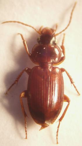 Réf. 25 576 : Masoreus wetterhallii