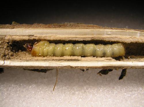 Réf. 25 908 : Agapanthia kirbyi