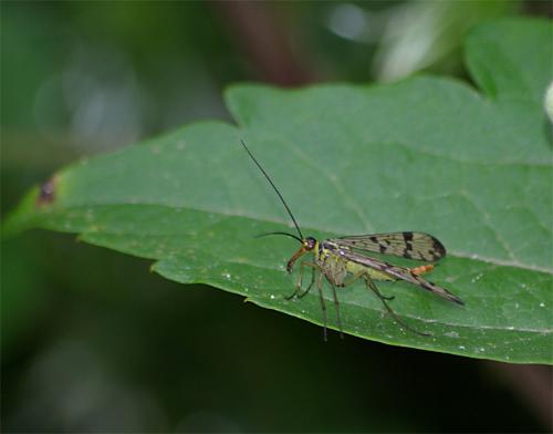 Panorpa sp.