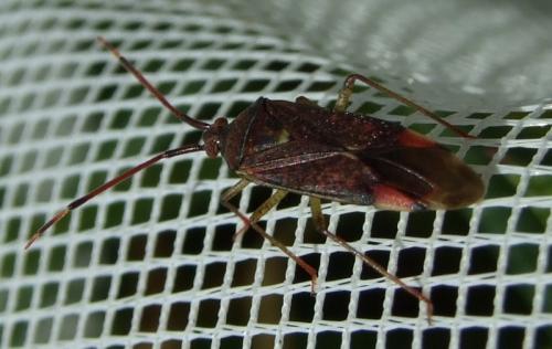 Pantilius tunicatus
