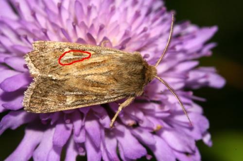 Réf. 25 329 : Cerapteryx graminis