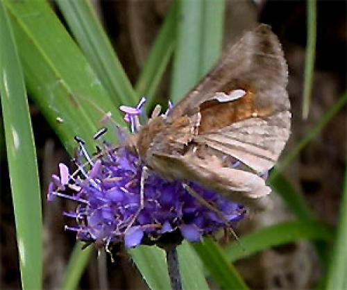 Macdunnoughia confusa
