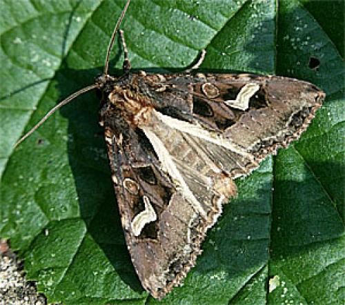 Réf. 25 469 : Trigonophora flammea
