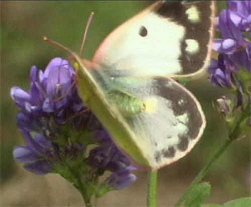 Colias croceus