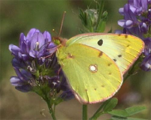 Réf. 25 488 : Colias croceus