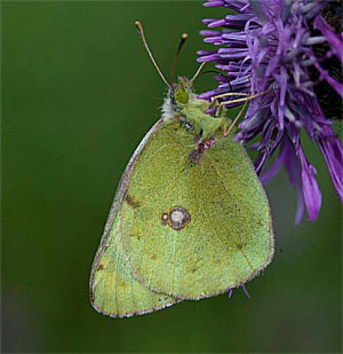 Colias sp.