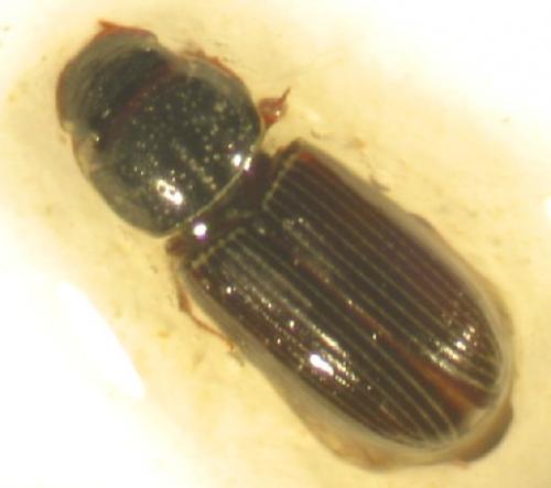 Pleurophorus caesus
