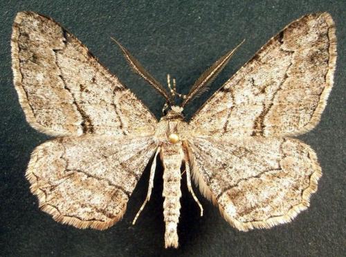 Peribatodes sp.