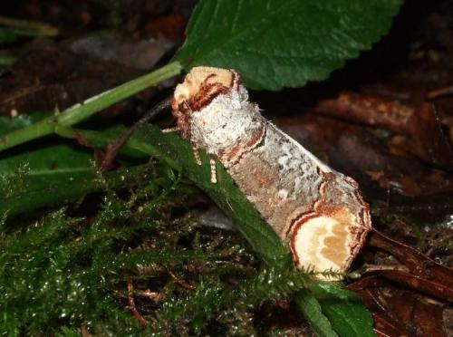 Phalera bucephala