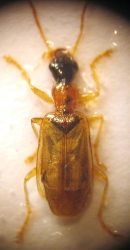 Réf. 25 942 : Demetrias atricapillus