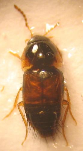 Tachyporus chrysomelinus