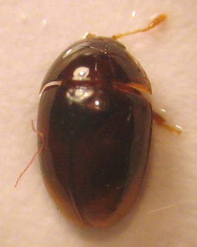Olibrus sp.