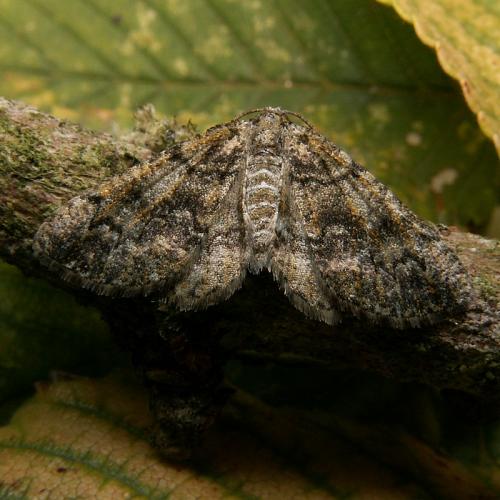 Cleorodes lichenaria