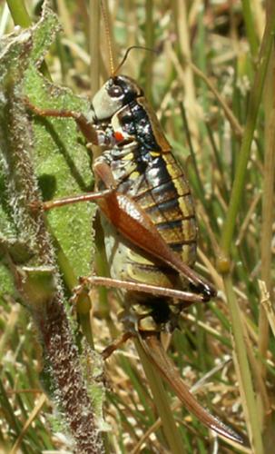 Réf. 25 210 : Anonconotus sp.
