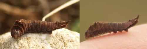 Cilix glaucata