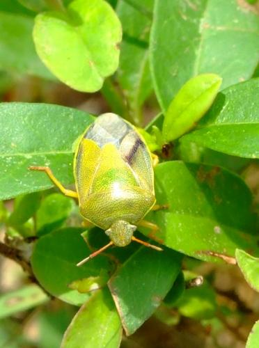 Piezodorus lituratus