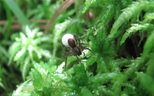 Piratula hygrophila