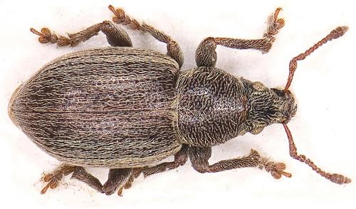 Pleurodirus obesus