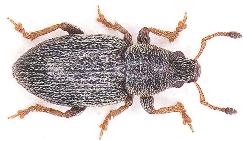 Pleurodirus aquisextanus