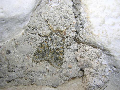 Réf. 25 979 : Polymixis flavicincta