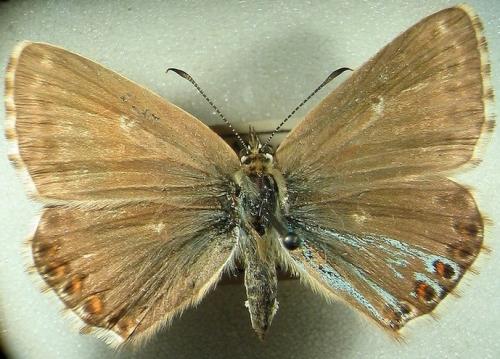 Réf. 25 948 : Polyommatus coridon