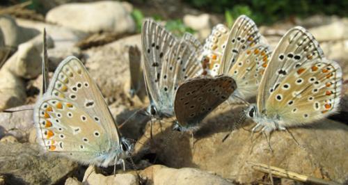 Polyommatus divers