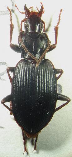Laemostenus carinatus