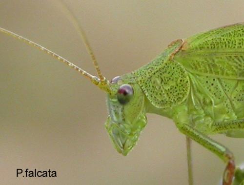 Réf. 25 933 : Phaneroptera falcata