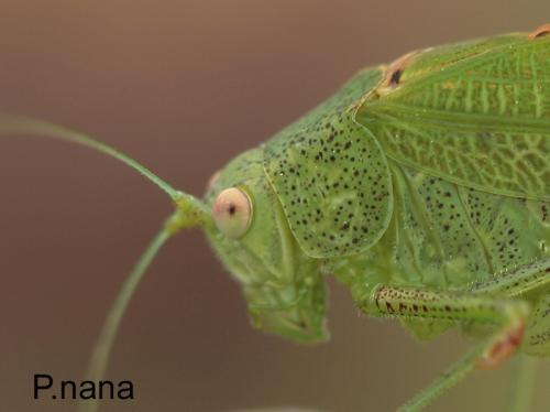 Phaneroptera nana