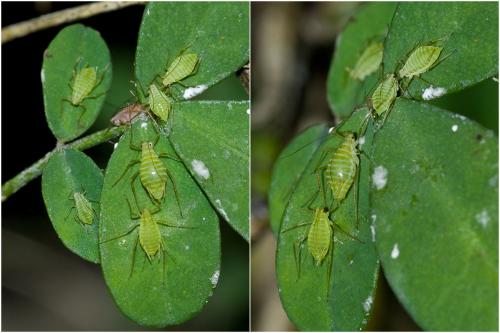 Acyrthosiphon pisum