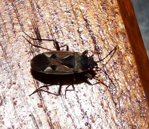 Réf. 25 797 : Rhyparochromus vulgaris