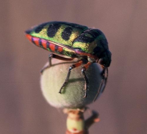 Calidea panaethiopica