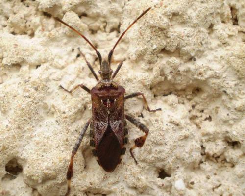 Leptoglossus occidentalis