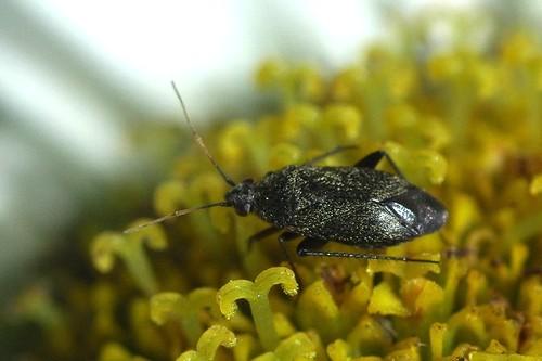 Réf. 25 756 : Lepidargyrus ancorifer