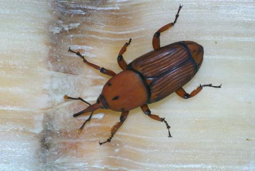 Rhynchophorus ferrugineus