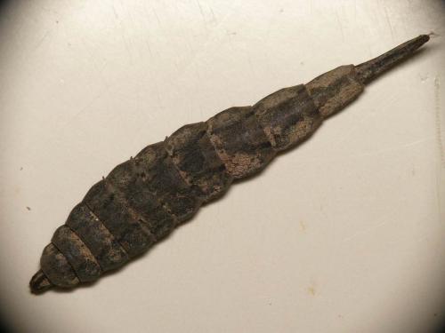 Stratiomys longicornis