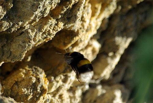 Bombus sp.