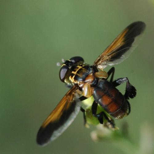 Trichopoda pictipennis