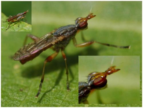 Dichetophora obliterata